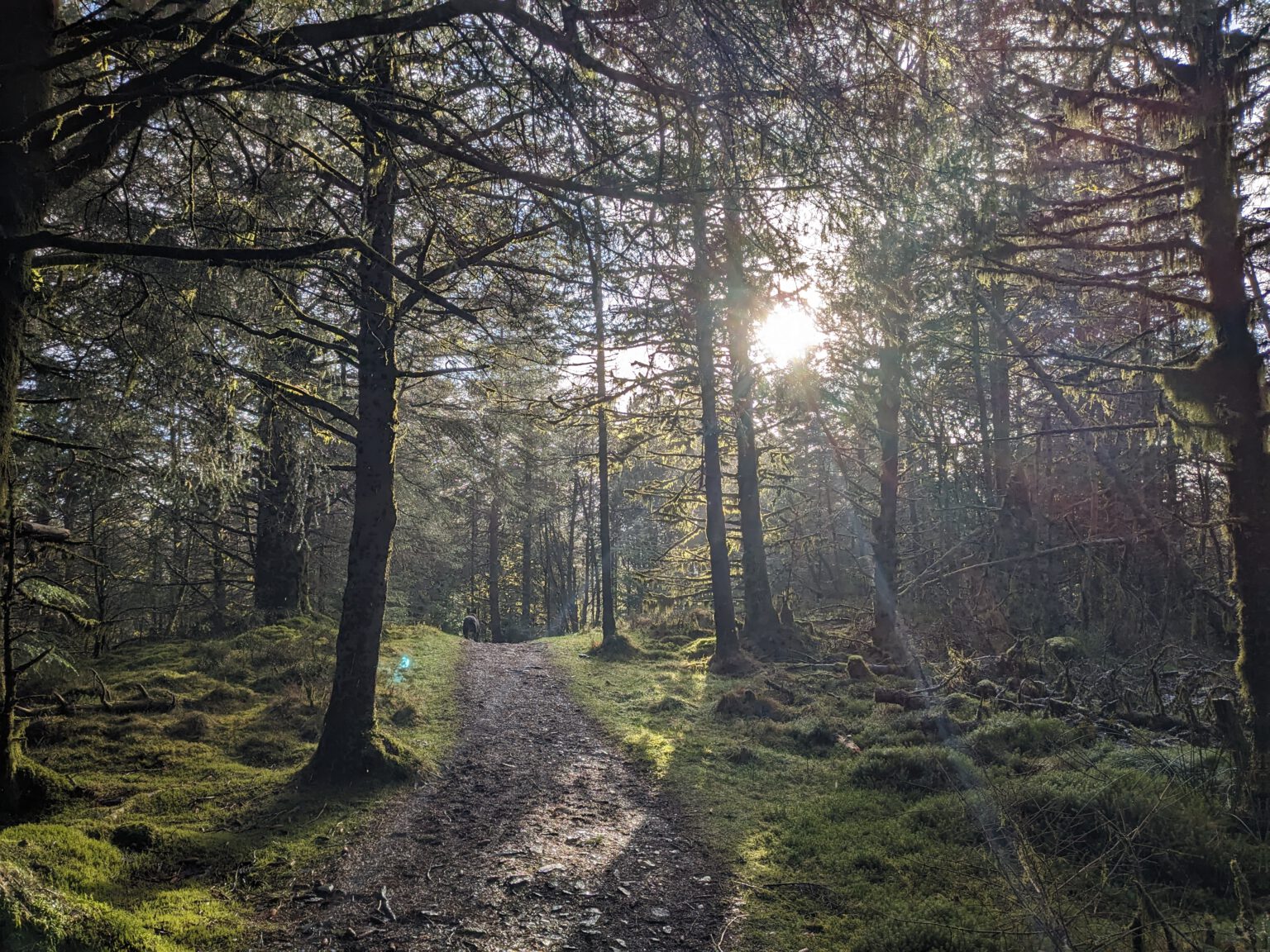 Low winter sun breaking through tall conifers above a mossy forest track